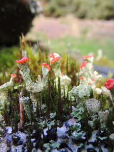 Lichen jungle (or it is moss???)