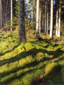 The Kielder Forest, carpetted in moss