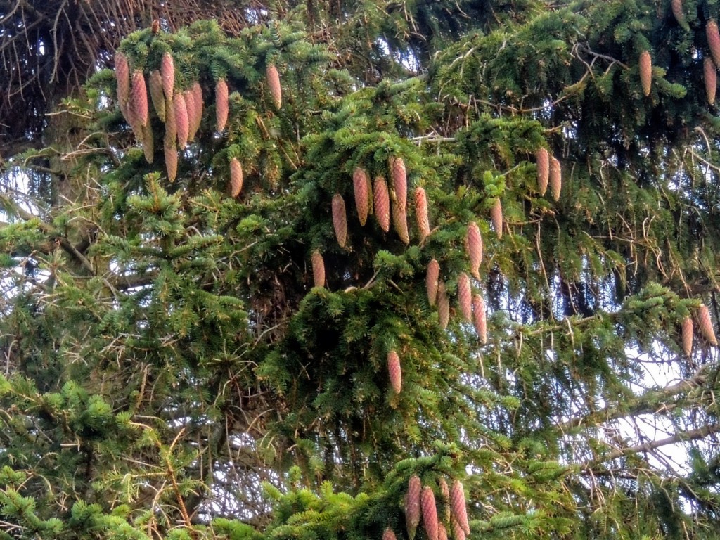 Who knew carrots grew on trees? Somewhere in there, I thought I heard a woodpecker...