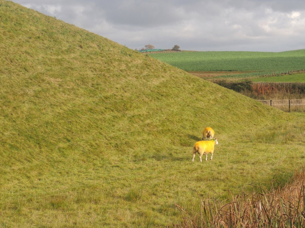 Yellow sheep grazing a grass pyramid